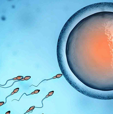 Fecundación In Vitro